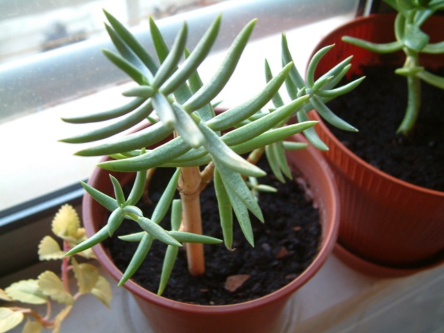 Crassula tetragona