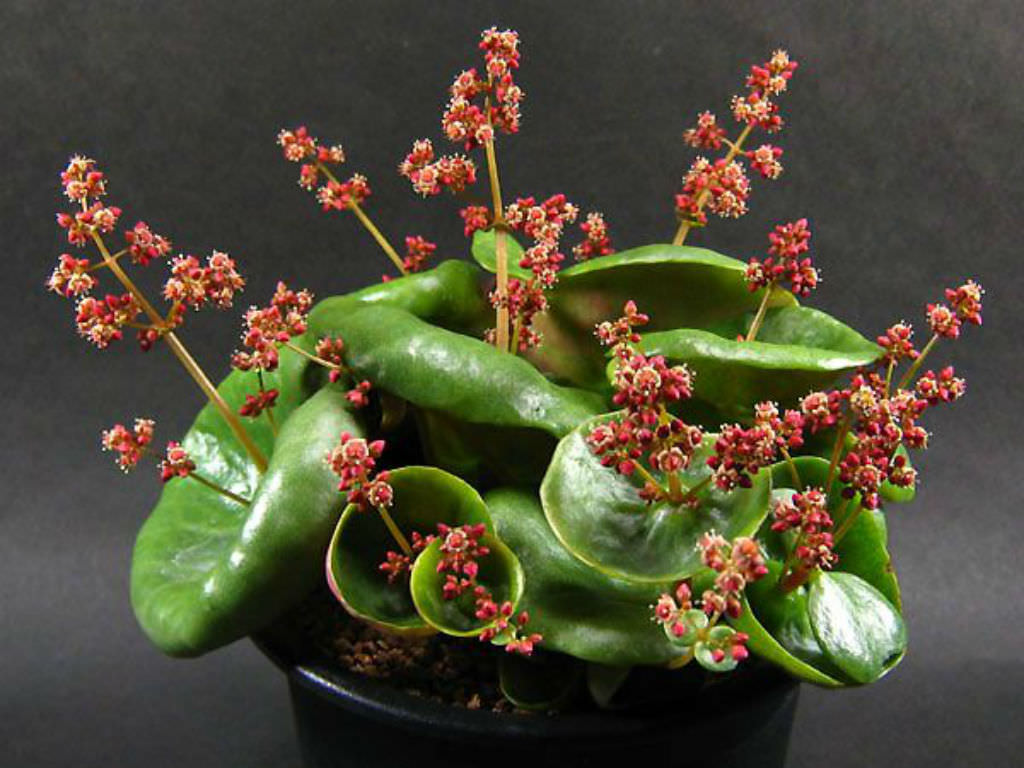 Crassula-umbella