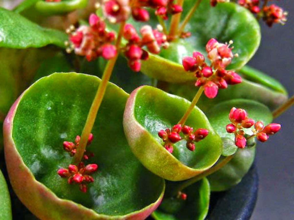 Crassula-umbella