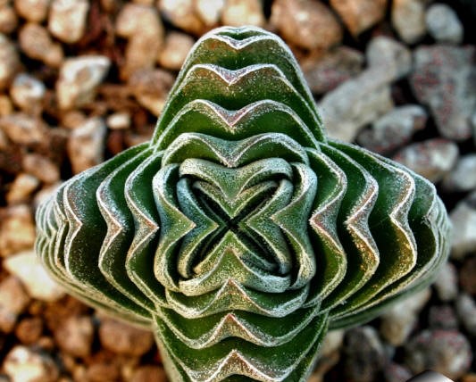 Crassula_templo-buda