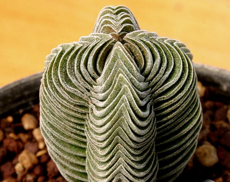 Crassula templo do buda