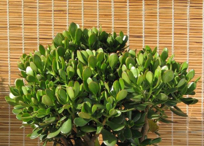 Crassula_ovata