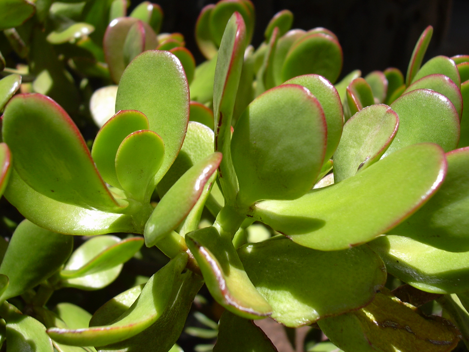 Crassula_ovata