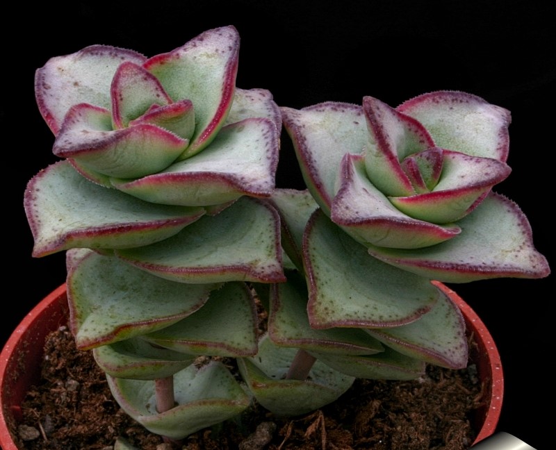 Crassula_perfossa