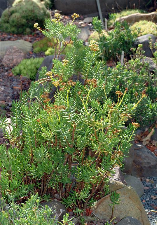 Crassula_tetragona