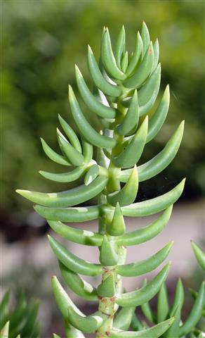 Crassula_tetragona_a