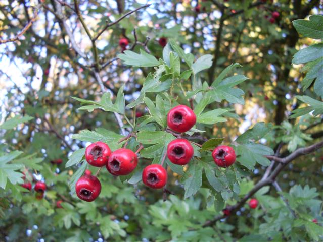 Crataegus Monogyna