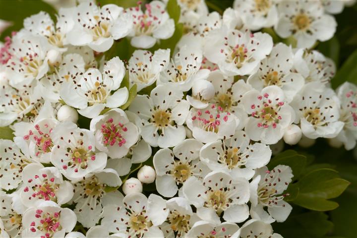 Crataegus Monogyna1