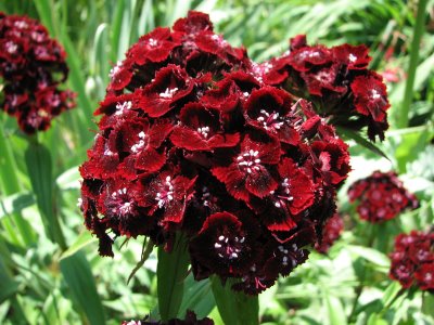 Cravina-dianthus-chinensis