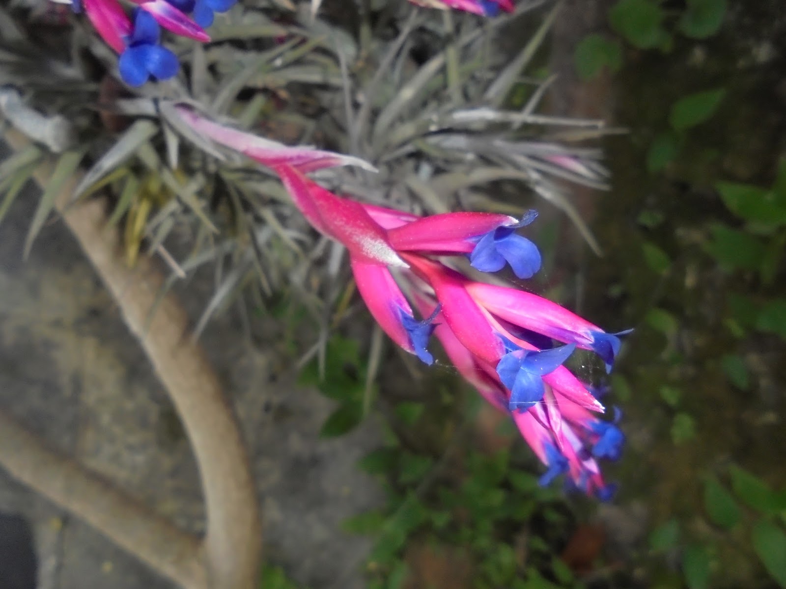 Cravo-do-mato (Bromélia Tillandsia)