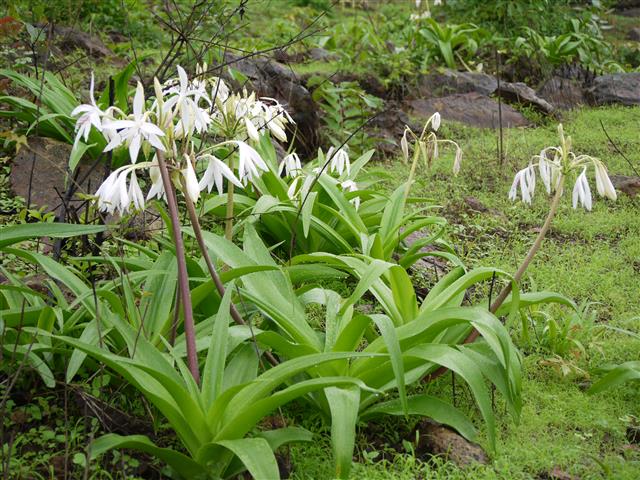 Crinum Erubescens