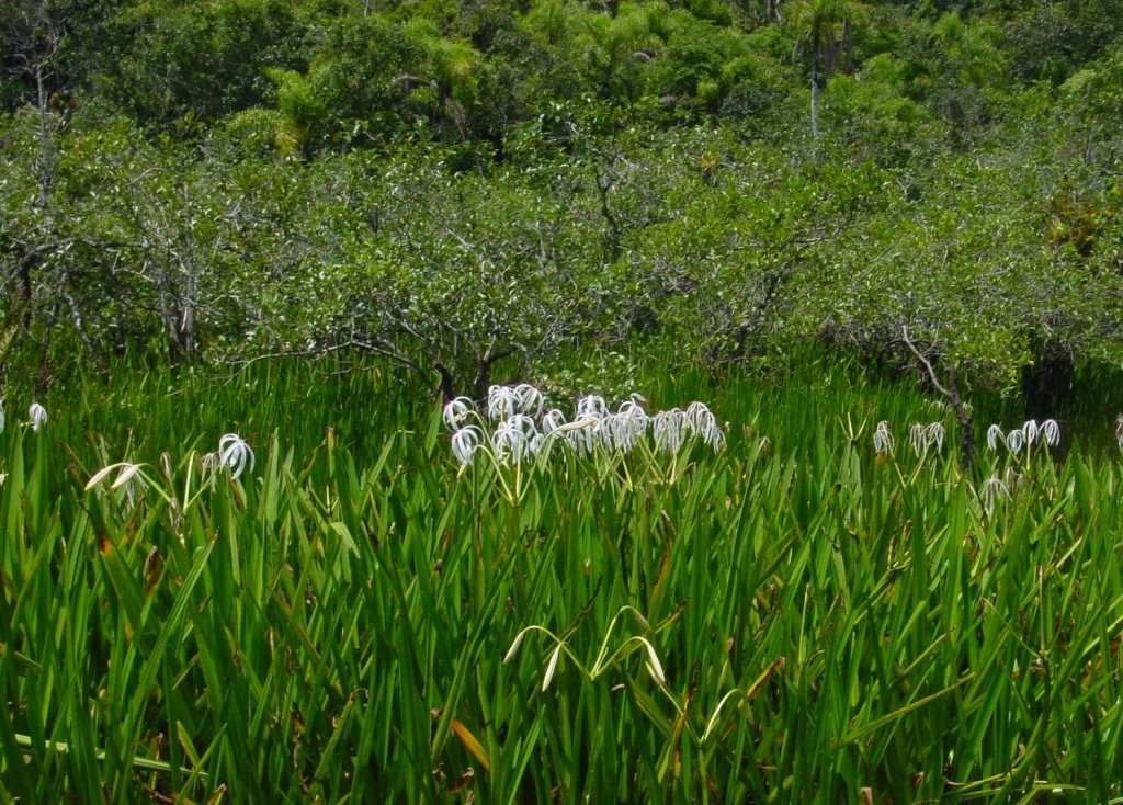 Crinum erubescens