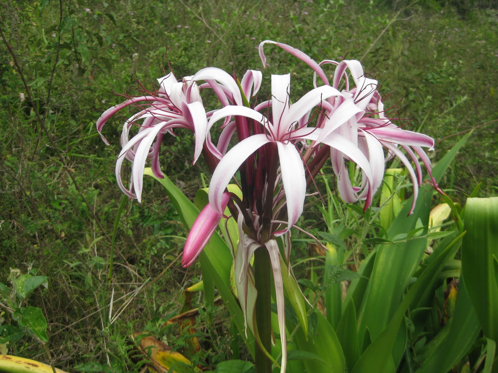 Crinum erubescens