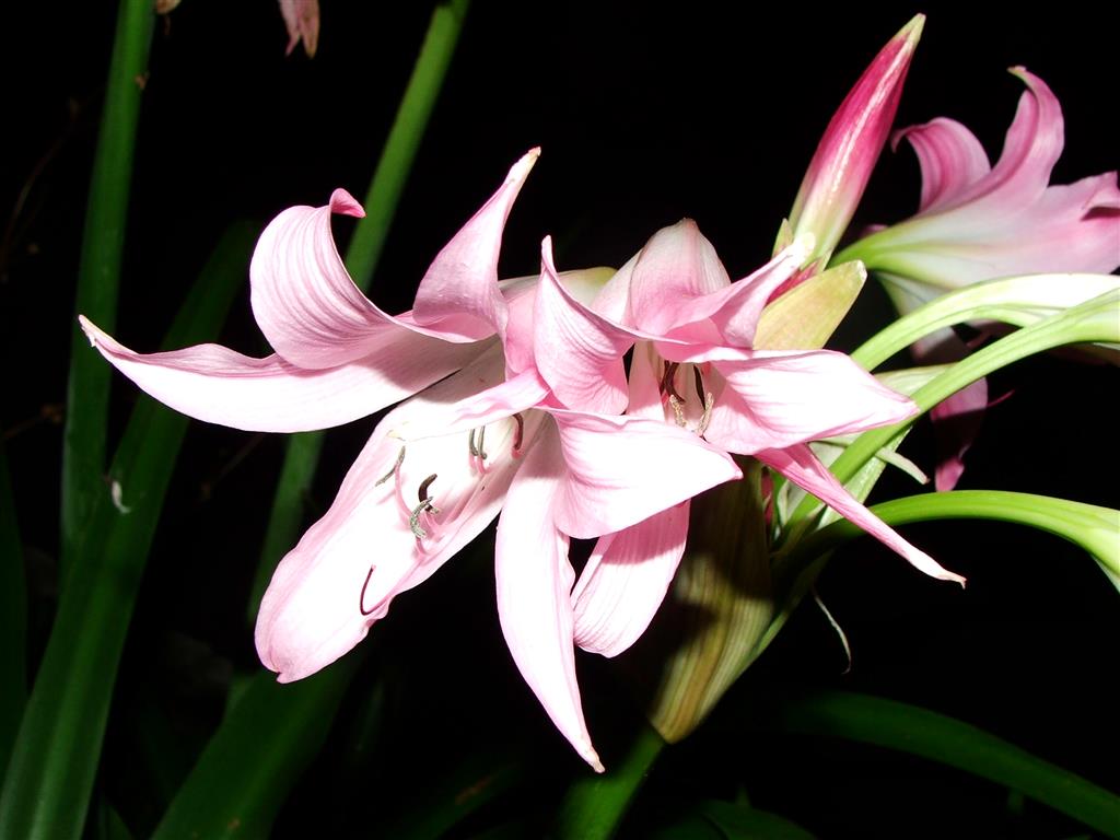 Crinum_powellii