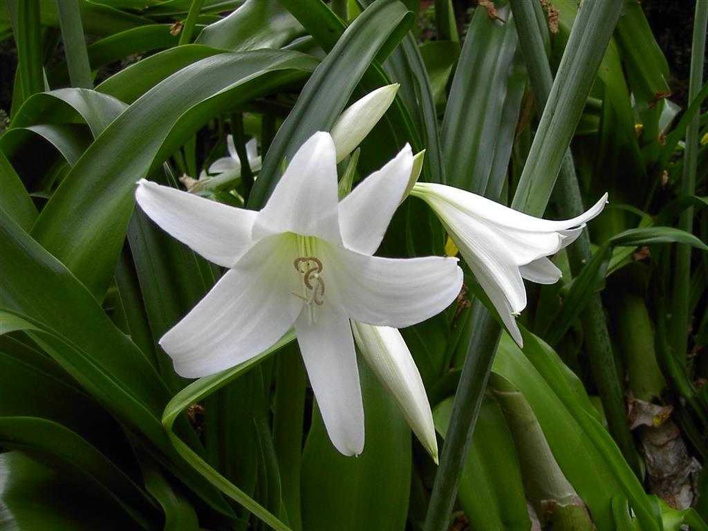 Crinum_x_powellii 