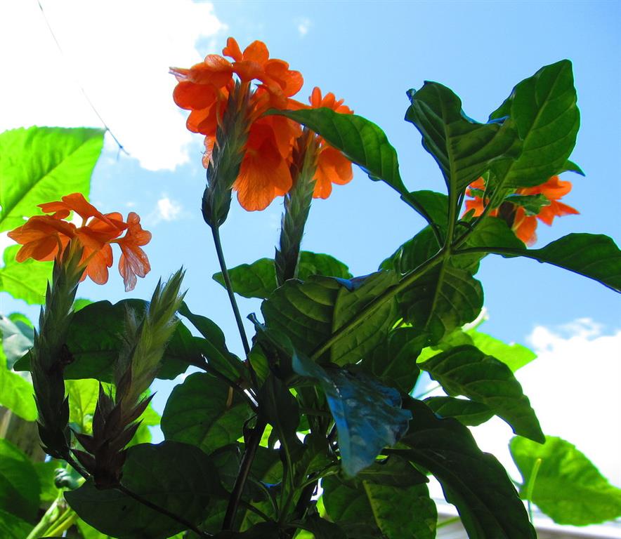 Crossandra Infundibuliformis00