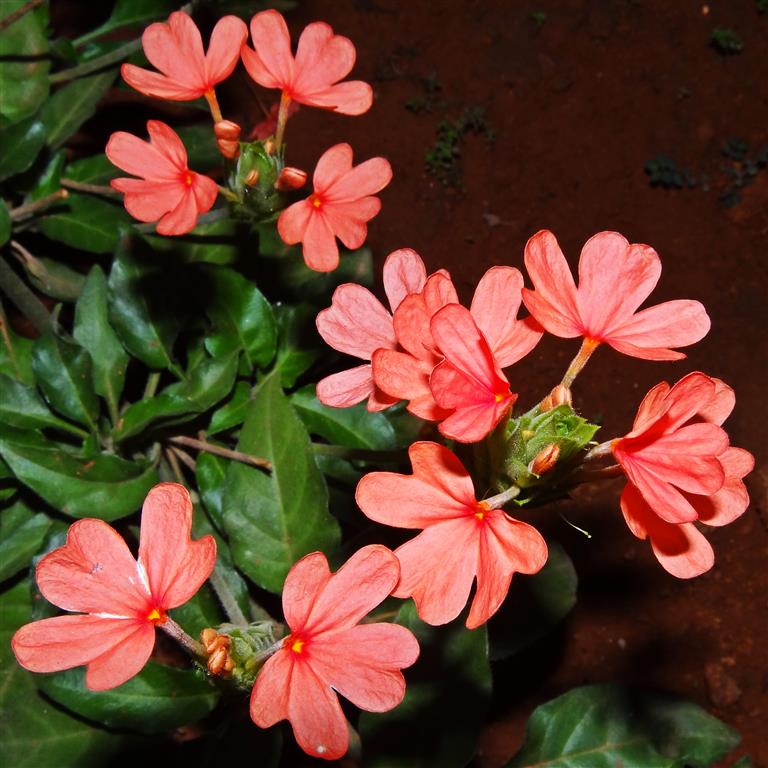 Crossandra Infundibuliformis1