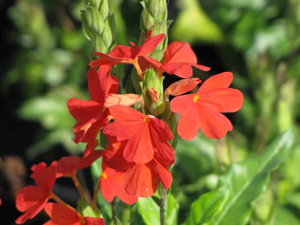 Crossandra Infundibuliformis_22