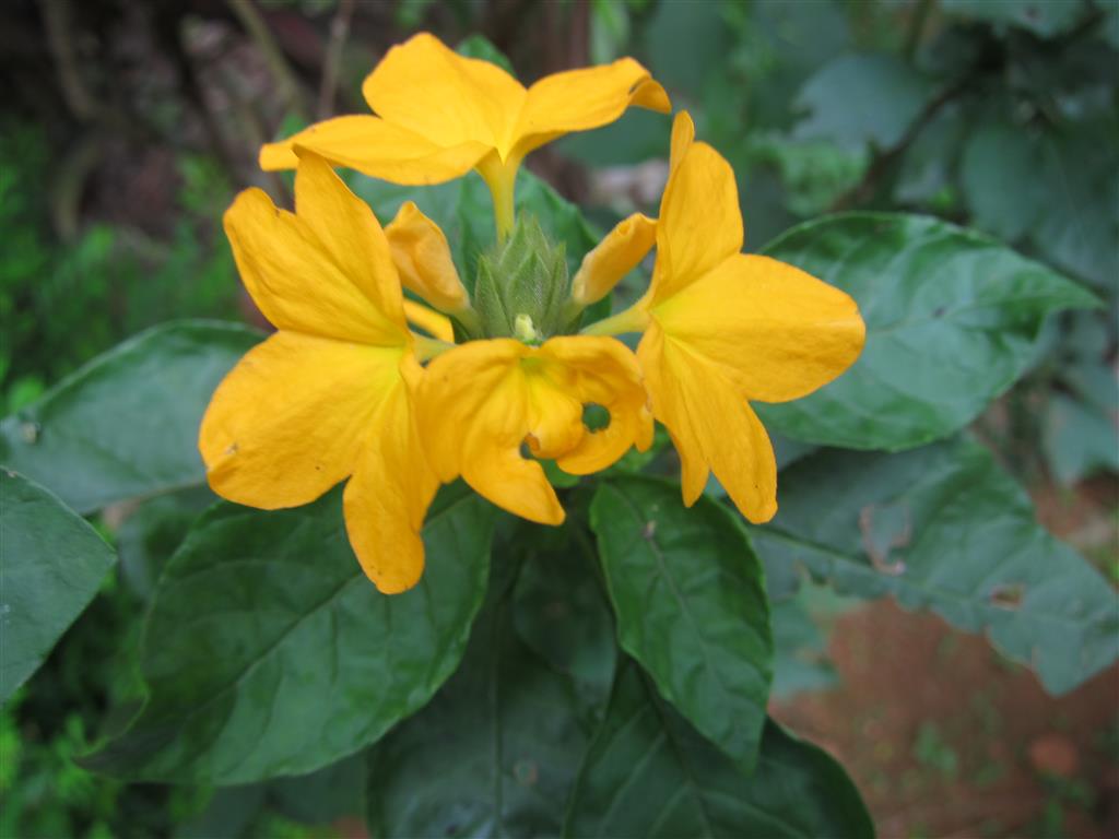 Crossandra_infundibuliformis_-_