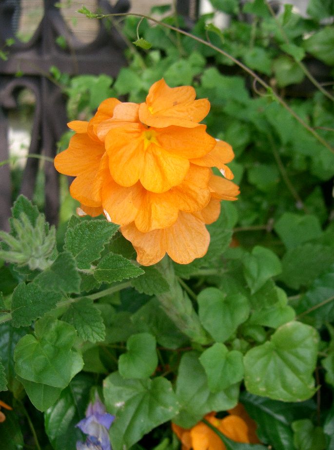 Crossandra_infundibuliformis