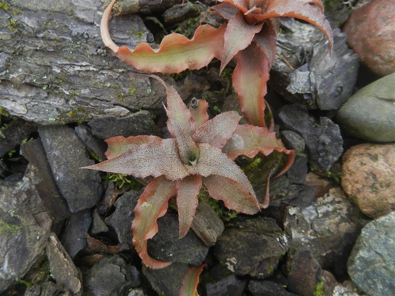 Cryptanthus acaulis