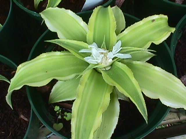 Cryptanthus acaulis2