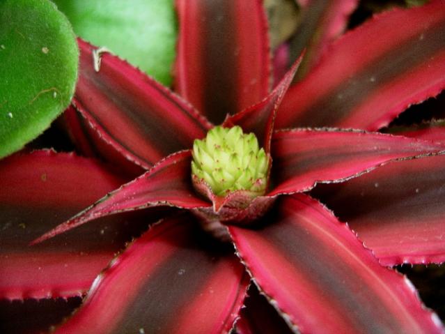 Cryptanthus