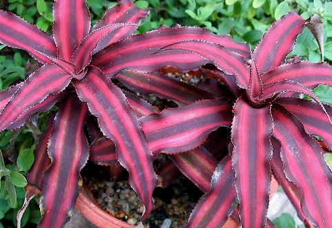 Cryptanthus