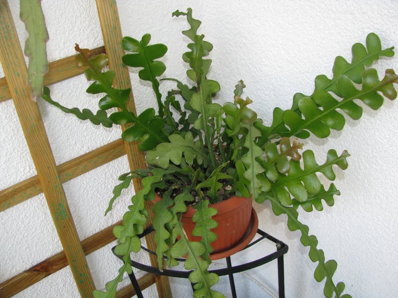 Cryptocereus_anthonyanus Cryptocereus_anthonyanus