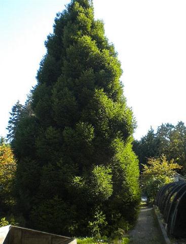 Cryptomeria japonica