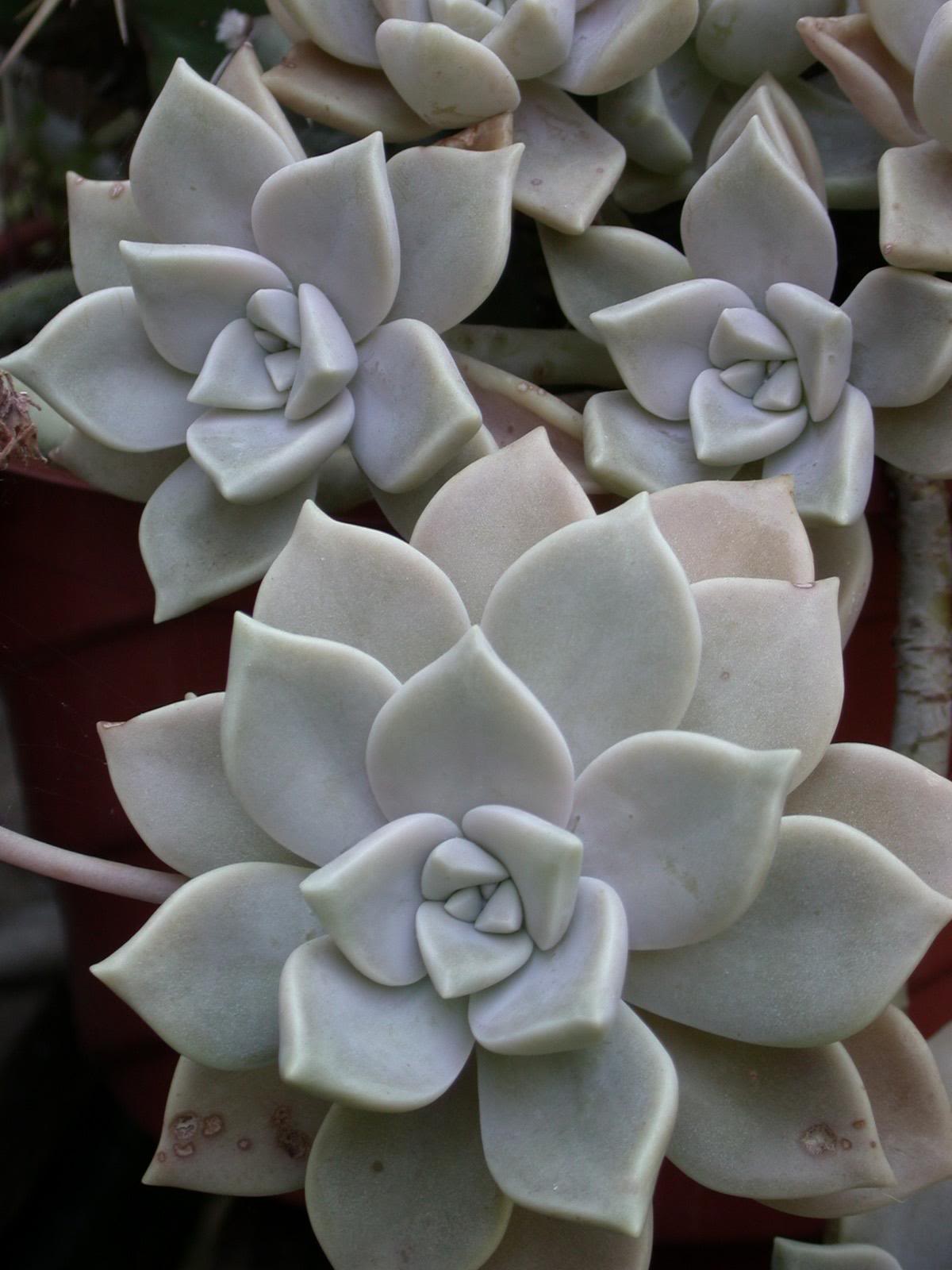 Crássula (Graptopetalum paraguayense)