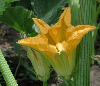 Cucurbita