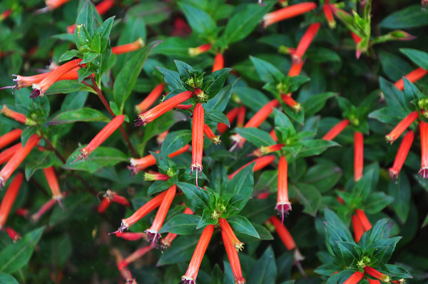 Flor de Santo Antônio