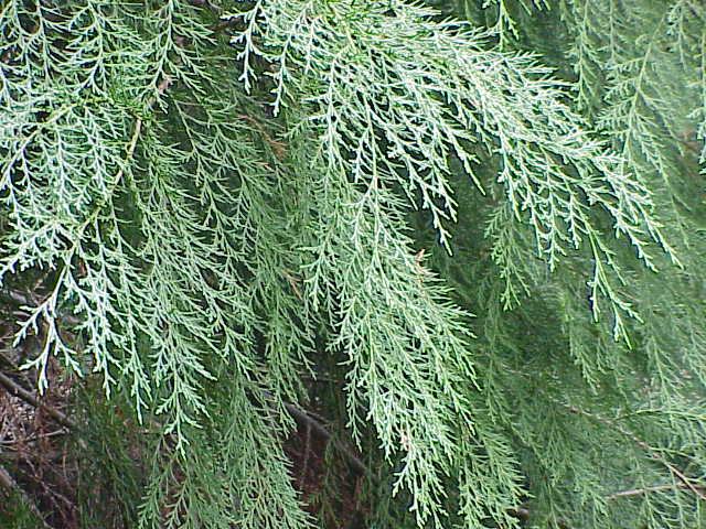 Cupressocyparis leylandii