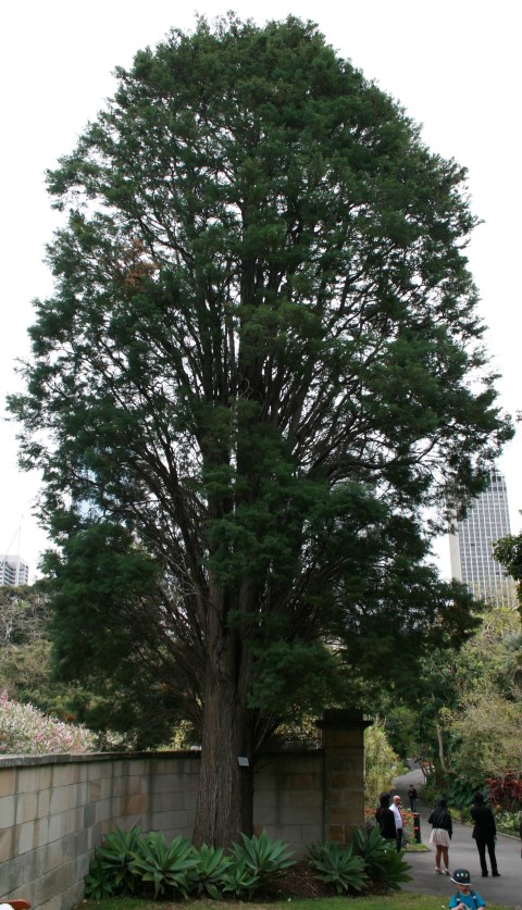 Cupressus lusitanica