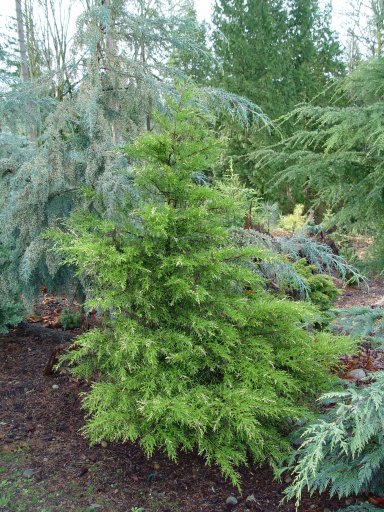 Cupressus macrocarpa