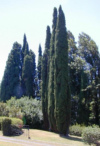 Cupressus_sempervirens