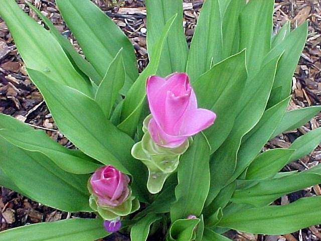 Curcuma_alismatifolia02 (Small)