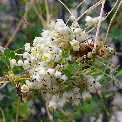 Cuscuta spp