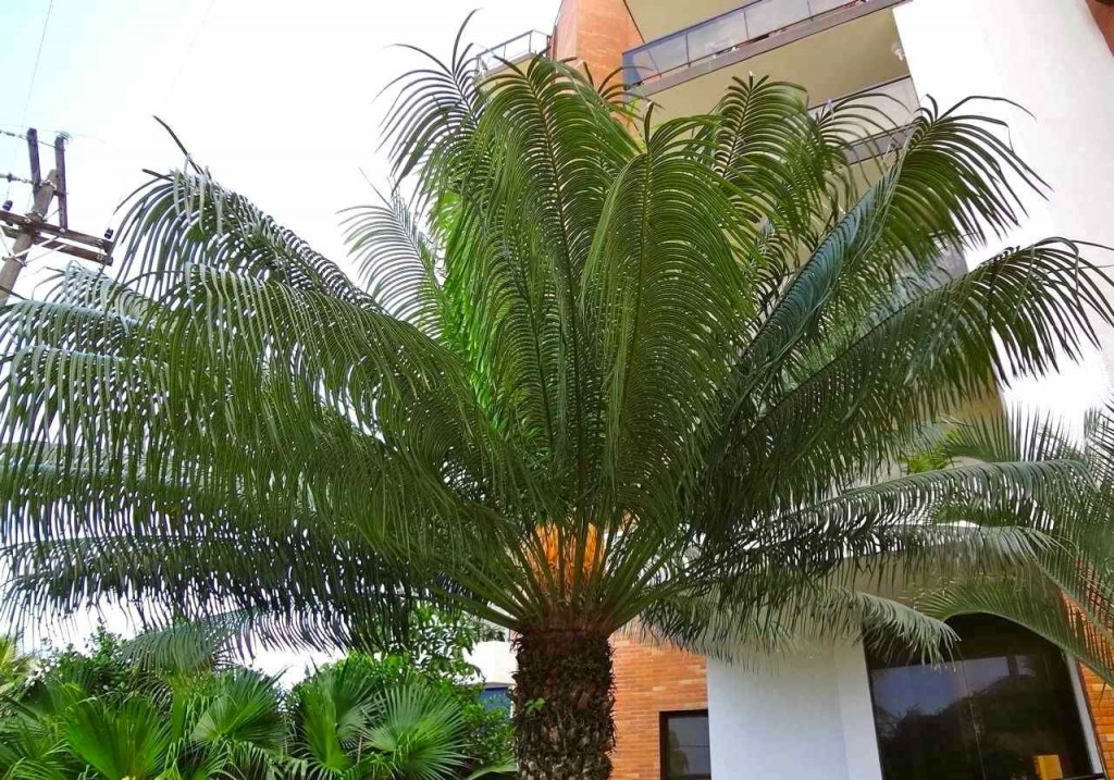 Cycas-Circinalis