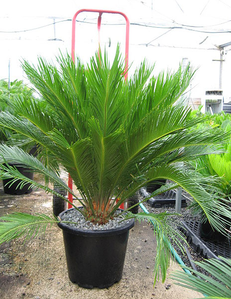 Cycas revoluta