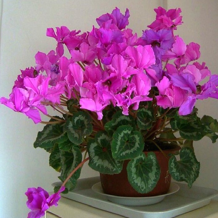 -Cyclamen-