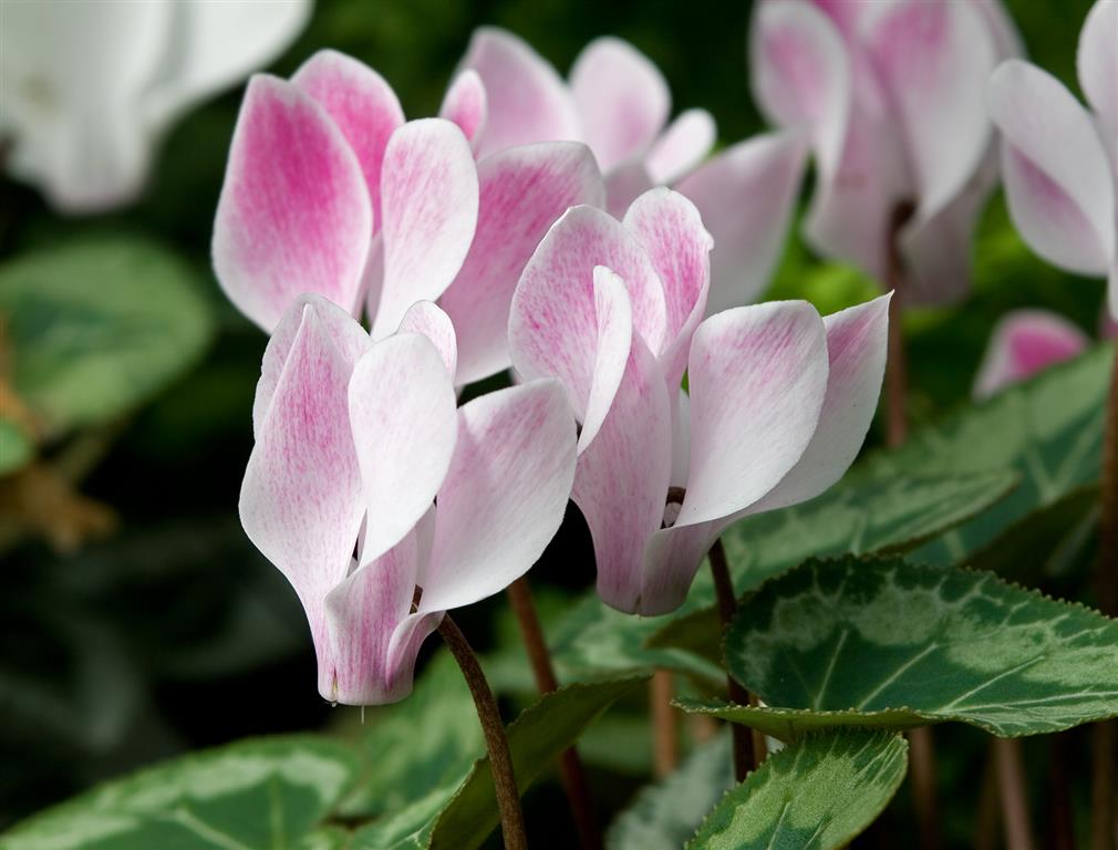 Cyclamen-4 (Medium)