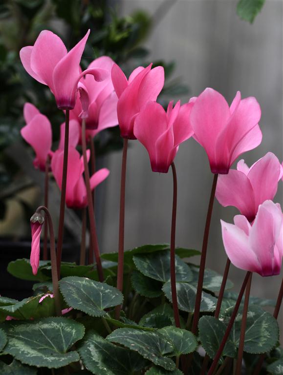 Cyclamen persicum rosa