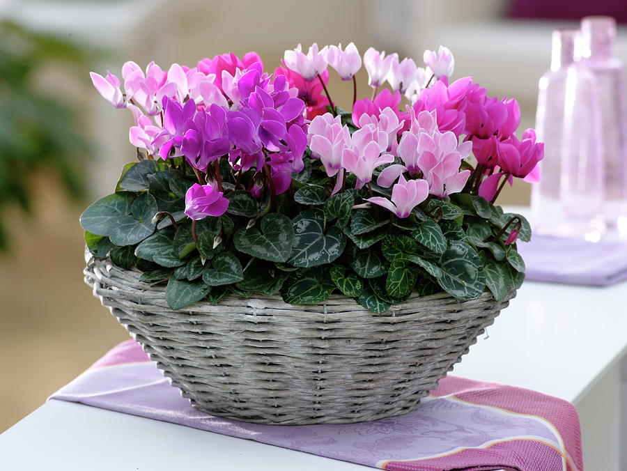 Cyclamen persicum1