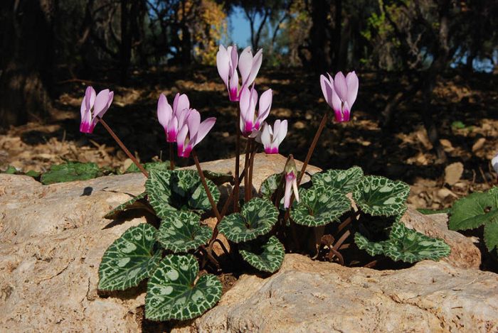 Cyclamen persicum