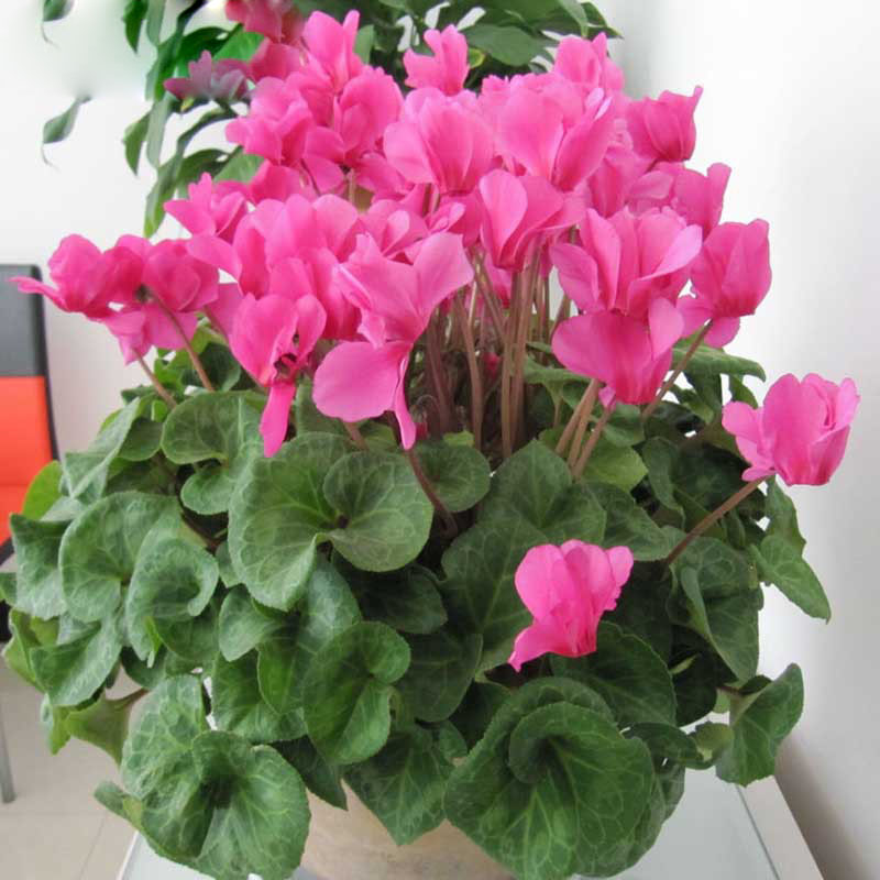 Cyclamen