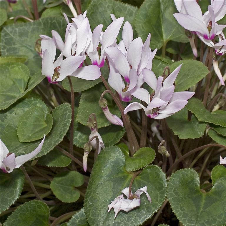 Cyclamen.persicum