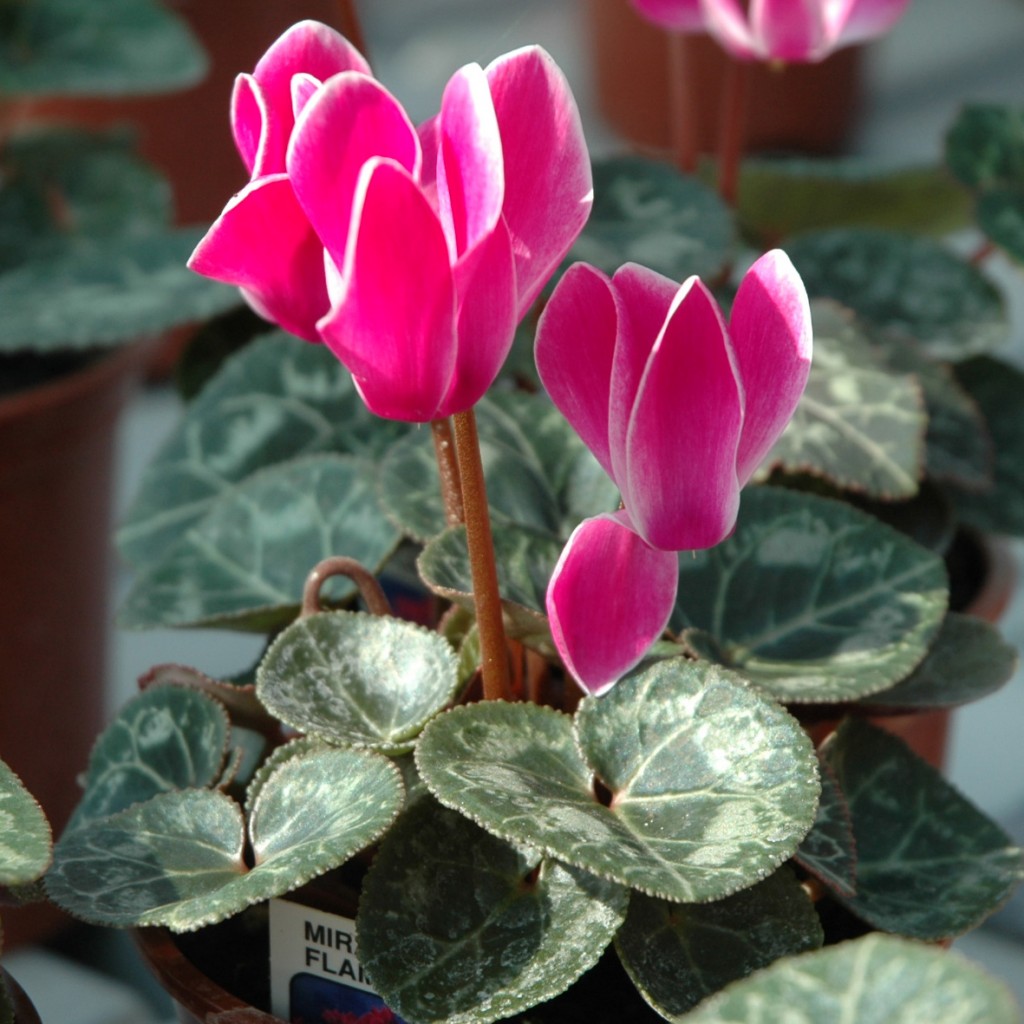 Cyclamen