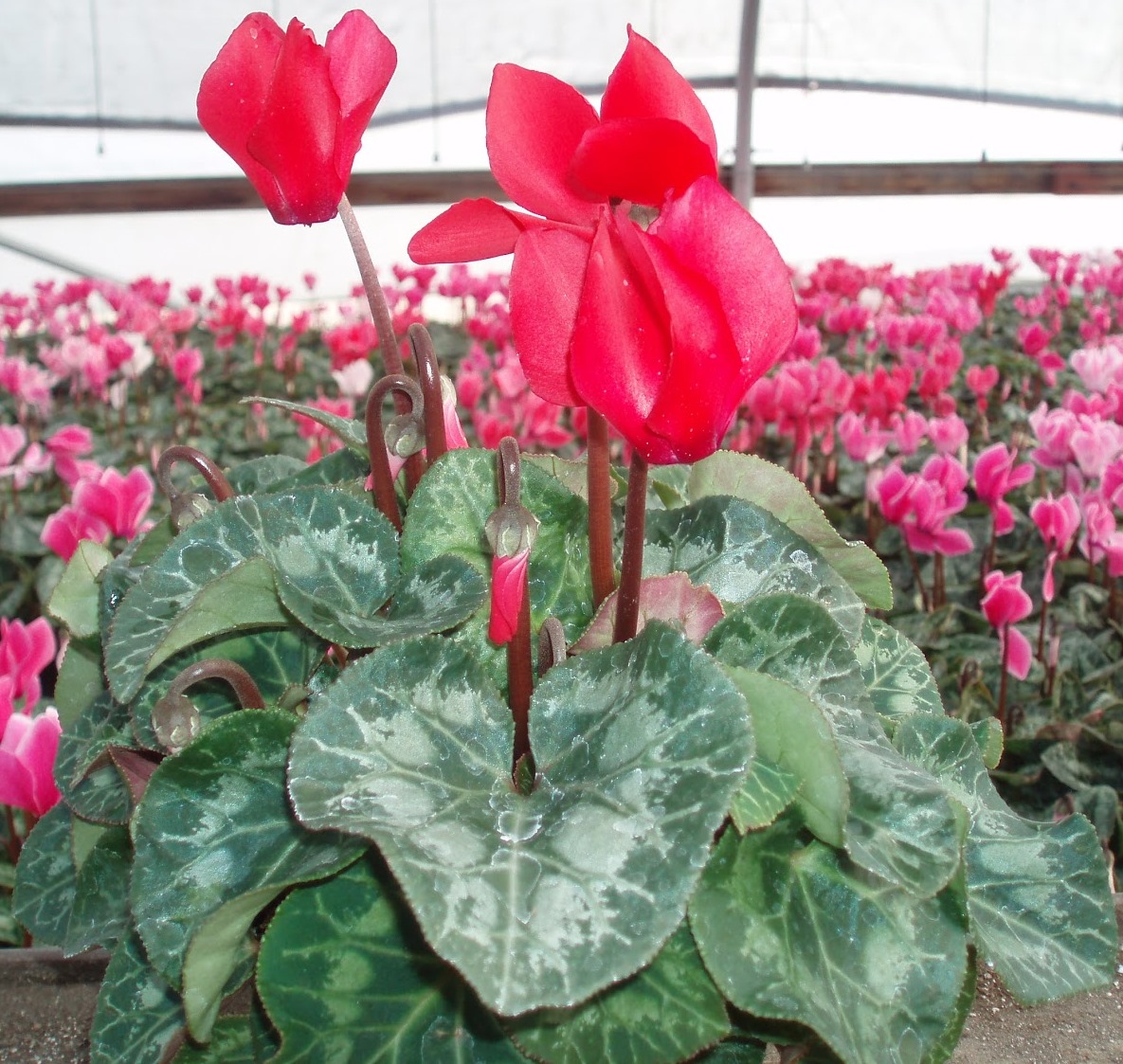 Cyclamen3